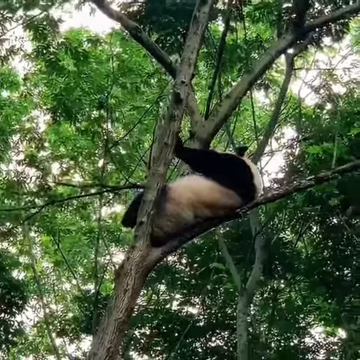 🐼 Стикер «Панды» для Telegram