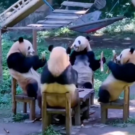 🐼 Стикер «Панды» для Telegram