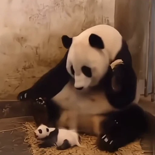 🐼 Стикер «Панды» для Telegram