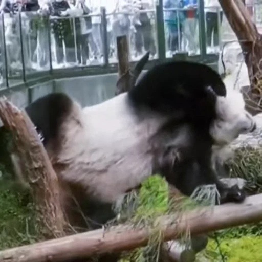 🐼 Стикер «Панды» для Telegram