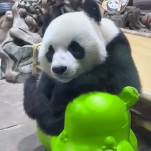 🐼 Стикер «Панды» для Telegram