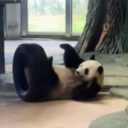 🐼 Стикер «Панды» для Telegram