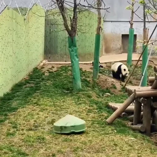 🐼 Стикер «Панды» для Telegram