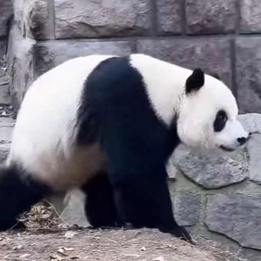 🐼 Стикер «Панды» для Telegram