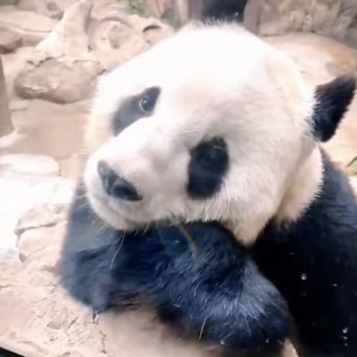 🐼 Стикер «Панды» для Telegram