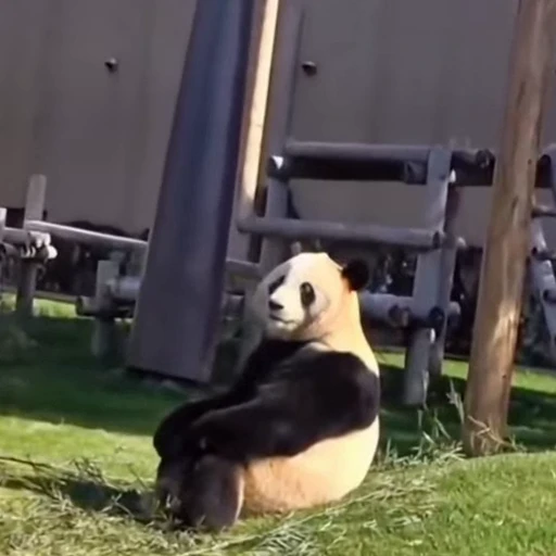 🐼 Стикер «Панды» для Telegram