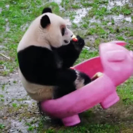 🐼 Стикер «Панды» для Telegram