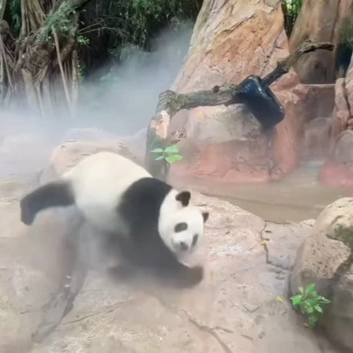 🐼 Стикер «Панды» для Telegram