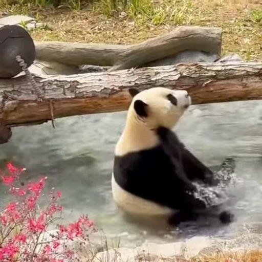 🐼 Стикер «Панды» для Telegram