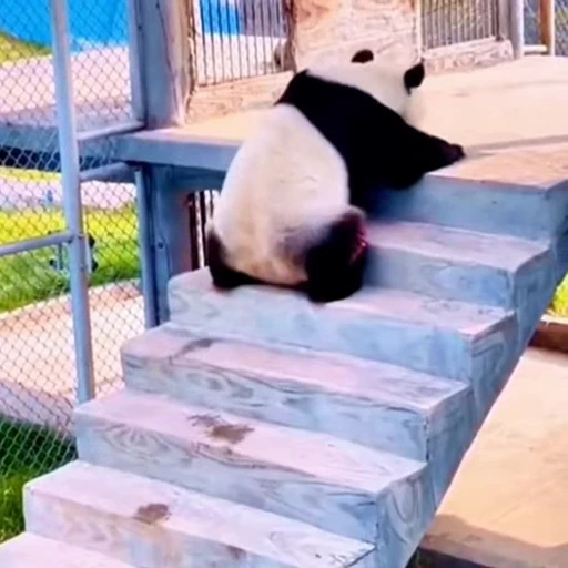 🐼 Стикер «Панды» для Telegram