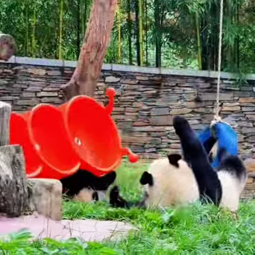 🐼 Стикер «Панды» для Telegram