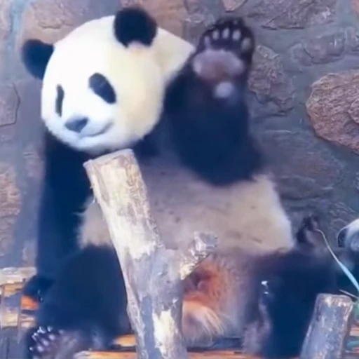 🐼 Стикер «Панды» для Telegram