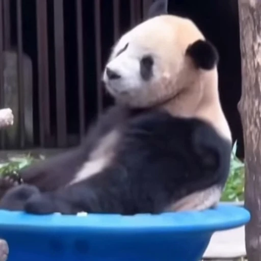 🐼 Стикер «Панды» для Telegram