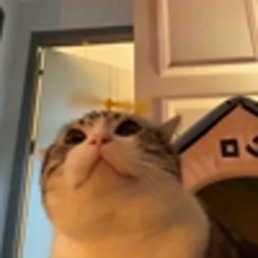 🤩 Эмодзи «Песики и коты» для Telegram
