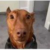 Стикер 3 Сабаки