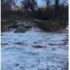 Стикер 13 Сабаки