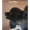 Стикер 21 Сабаки