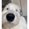 Стикер 9 Сабаки