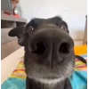 Стикер 40 Сабаки