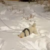 🤩 Эмодзи «Смешные питомцы» для Telegram