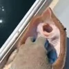 🤩 Эмодзи «Смешные питомцы» для Telegram