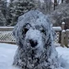 🤩 Эмодзи «Смешные питомцы» для Telegram