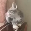 🤩 Эмодзи «Смешные питомцы» для Telegram