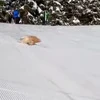 🤩 Эмодзи «Смешные питомцы» для Telegram