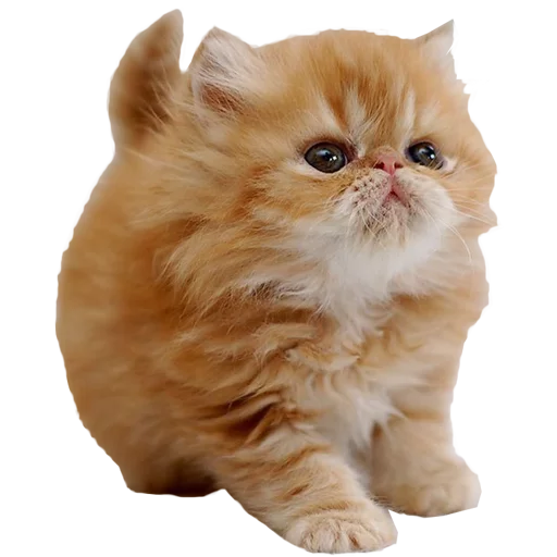 🐈 Стикер «Пак для калажей» для Telegram
