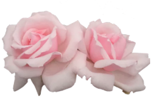 🌹 Стикер «Пак для калажей» для Telegram