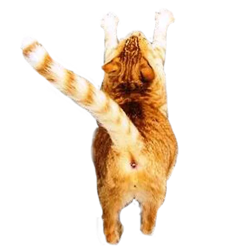 🐈 Стикер «Пак для калажей» для Telegram