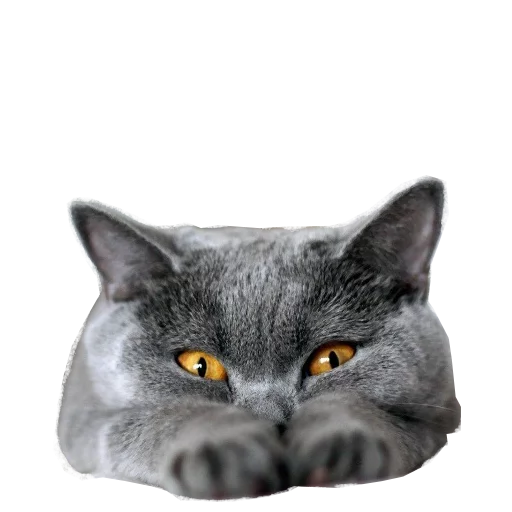 🐈 Стикер «Пак для калажей» для Telegram