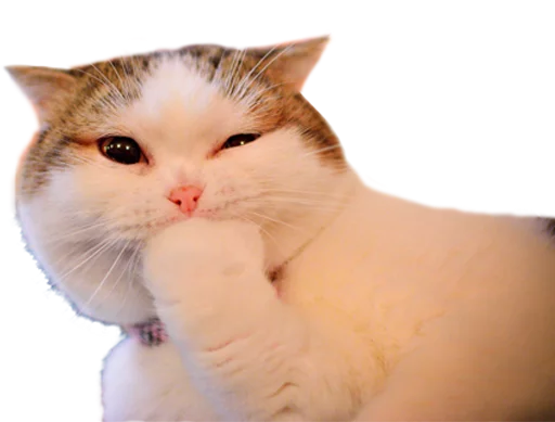 🐈 Стикер «Пак для калажей» для Telegram