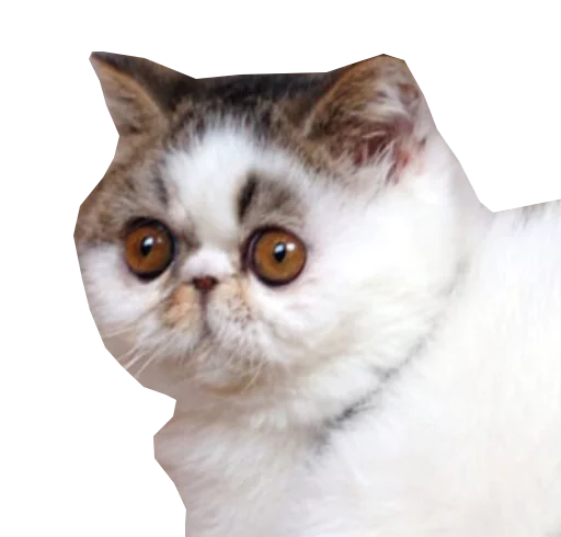 🐈 Стикер «Пак для калажей» для Telegram
