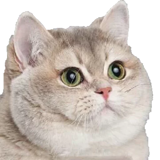 🐱 Стикер «Пак для калажей» для Telegram