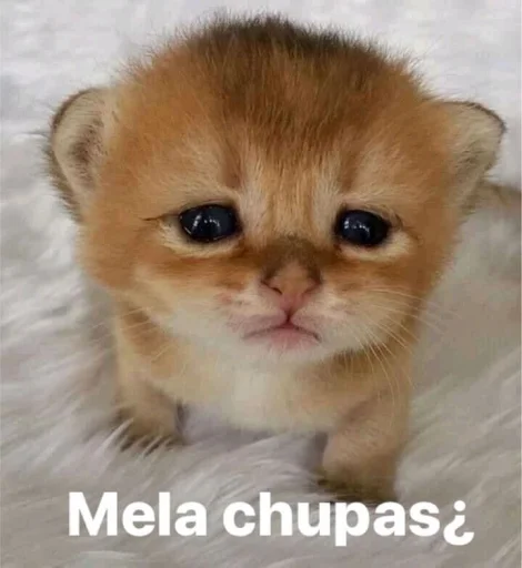 ❔ Стикер «pack de cloroformo» для Telegram