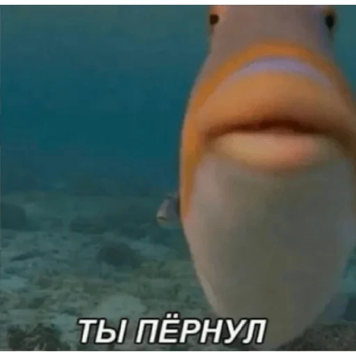 😐 Стикер «casualsongsss» для Telegram