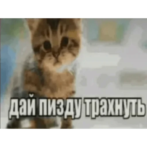 🥺 Стикер «casualsongsss» для Telegram