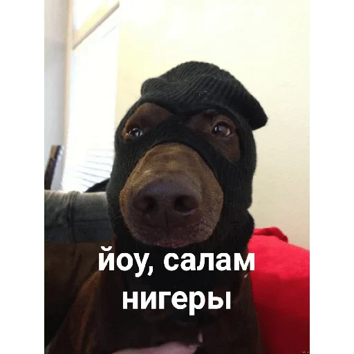😎 Стикер «casualsongsss» для Telegram