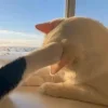 Стикер 52 Парные Котята