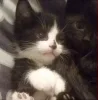 Стикер 57 Парные Котята