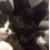 Стикер 58 Парные Котята