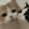 Стикер 33 Парные Котята