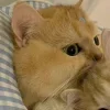 Стикер 43 Парные Котята