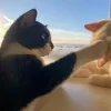 Стикер 51 Парные Котята