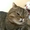 Стикер 37 Парные Котята