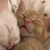 Стикер 14 Парные Котята