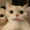Стикер 36 Парные Котята