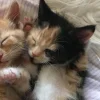 Стикер 56 Парные Котята