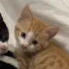 Стикер 24 Парные Котята